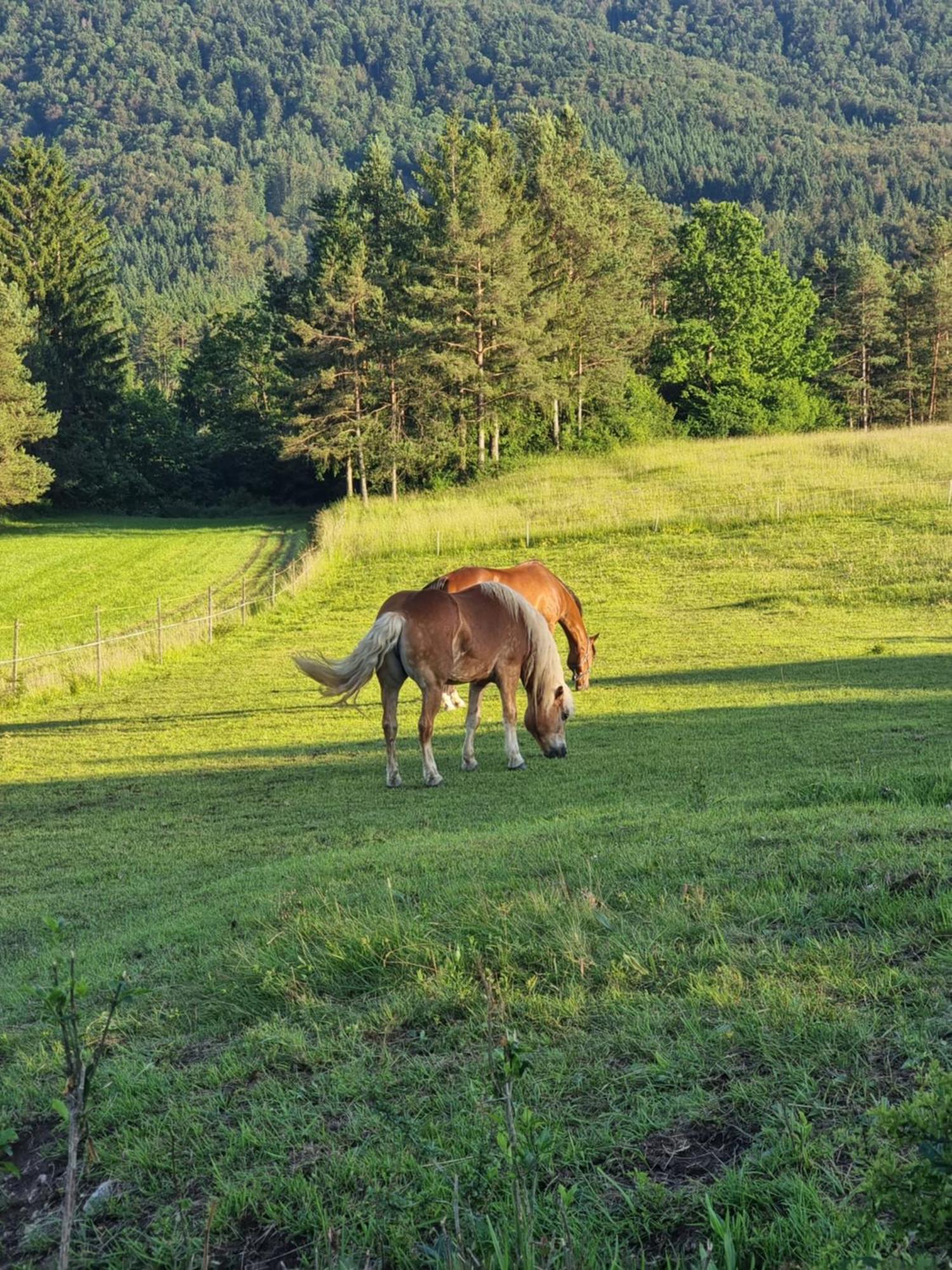Notranjska Hisa - Traditional Country House, Close To The World Attraction Cerknica Lake Begunje pri Cerknici Eksteriør bilde